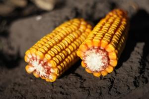 Аграрії США засіяли кукурудзою 27% площ