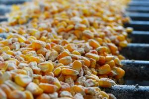 Експорт української кукурудзи до ЄС зменшився на 28%