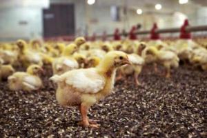 Аграріям порадили, як запобігти поширенню пташиної холери