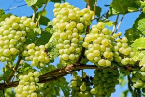 Садівник з Хмельниччини щороку збирає понад 180 сортів елітного винограду