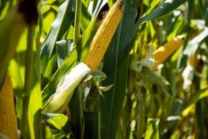 Експерти назвали основні критерії вибору силосного гібрида кукурудзи