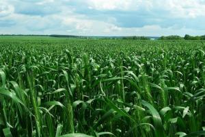 ALFA Smart Agro порадили, як захистити зернові від грибкових інфекцій