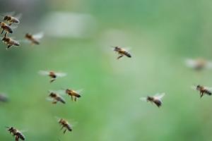 Бджолам загрожує новий небезпечний вірус