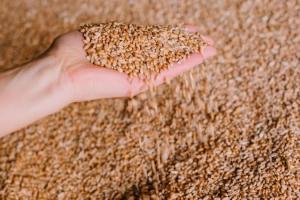 Фуражна пшениця та соя подорожчали — огляд цін на с/г культури за 8 травня
