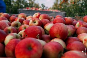 У Польщі ціни на яблука зросли майже втричі
