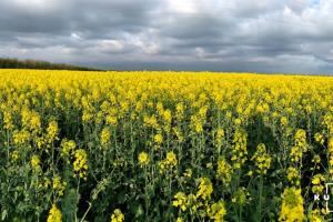 Компанія BASF презентує оновлену політику продажів насіння озимого ріпаку