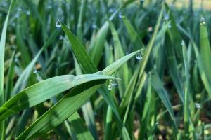 Фунгіцидні обробки допоможуть запобігти втраті 20% врожаю озимих зернових — експерт