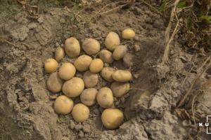 Українська картопля коштує дорожче, ніж закордонна