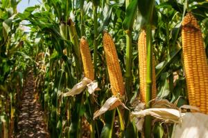 Експерти порадили, як обрати посухостійкі гібриди кукурудзи