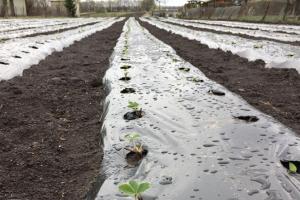 На Тернопільщині вирощують полуницю за європейськими стандартами