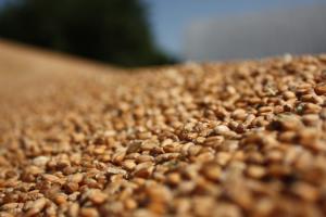 Аграрії України зберуть на 4% менше пшениці — прогноз