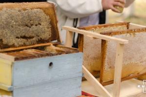 США майже вдвічі збільшили закупівлю українського меду
