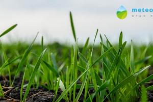 В Україні зріс рівень зволоження ґрунту