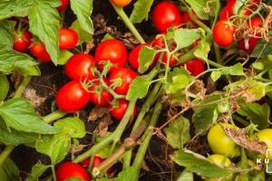 До України знову завезли турецькі томати з шкідниками