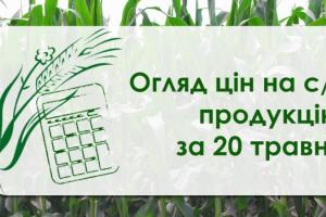 Другий тиждень поспіль в Україні дешевшає пшениця — огляд цін на с/г продукцію за 20 травня