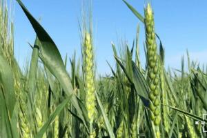 Ціна продовольчої пшениці знижуватимуться через збільшення пропозицій — аналітики
