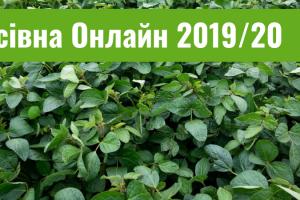 Аграрії України скорочують площі сівби сої