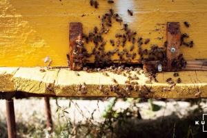 Названо причини масового мору бджіл в Україні