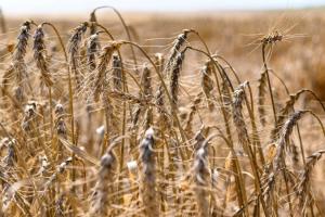 Експорт зерна з України перевищив 54 млн тонн