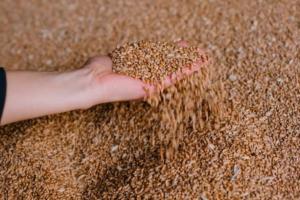Із Держрезерву зникло зерно на 800 млн грн