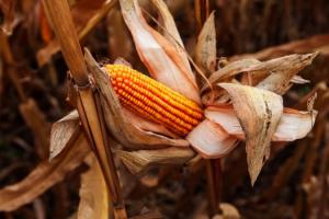 Аграріям України прогнозують рекордний врожай кукурудзи