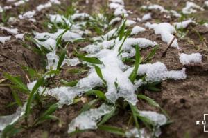 Весняні приморозки пошкодили частину посівів на Харківщині