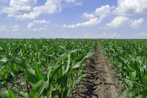 Через несвоєчасний гербіцидний захист втрачається до 70% врожаю кукурудзи — UKRAVIT