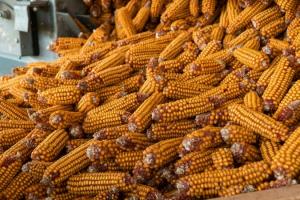 Як зміняться ціни на фуражне зерно — аналітика G.R. Agro