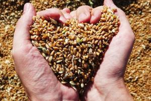 Експерти прогнозують зниження врожаю пшениці в Україні