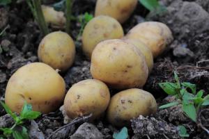 Ціна картоплі знизиться вдвічі — прогноз