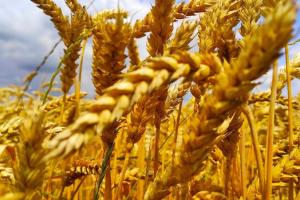 Меморандум про граничні обсяги експорту зерна підпишуть 1 липня — Мінекономіки