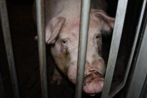 В Україні просіли ціни на живець свиней