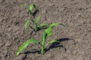 На Mini Hub досліджуватимуть особливості гербіцидного захисту кукурудзи