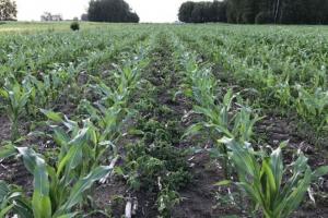 У Польщі фермер поєднує вирощення кукурудзи та сої