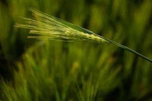 Посуха негативно вплинула на врожай в Дніпропетровській області