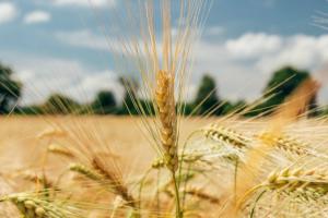 Фуражне зерно дешевшатиме на фоні надходжень нового врожаю — G.R. Agro