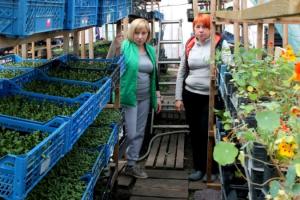 На Харківщині переселенки успішно вирощують зелень