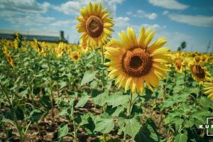 В деяких областях України через посуху в’яне соняшник 