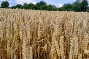 Експерти USDA прогнозують зниження світового виробництва кукурудзи та пшениці
