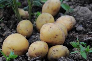 В Україні зафіксовано рекордно високі ціни та низький урожай картоплі