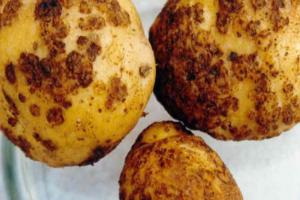 На Тернопільщині золотиста нематода знищує картоплю
