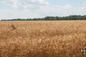Черкащина жнивує: середня врожайність пшениці 4 т/га