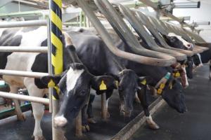 Як зробити молочний бізнес в Україні рентабельним — поради експертів