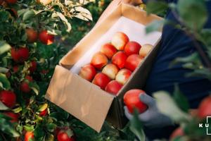 За період карантину Україна на 43% знизила експорт плодоовочевої продукції