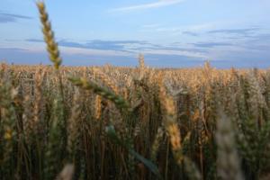 В США залишилось зібрати 25% озимої пшениці