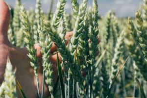 Ціни на зерно протягом десятиріччя залишаться стабільними — FAO
