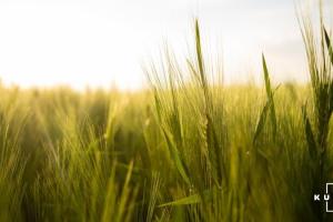 Фермер встановив новий світовий рекорд врожайності озимої пшениці 