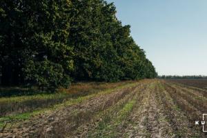 В Україні затверджено правила утримання полезахисних лісосмуг