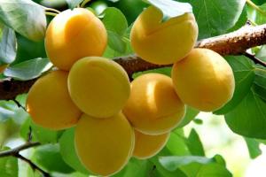 В Україні зросли ціни на абрикоси