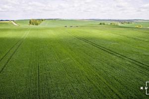 На Миколаївщині на 20 га пасовищ незаконно вирощували зернові 